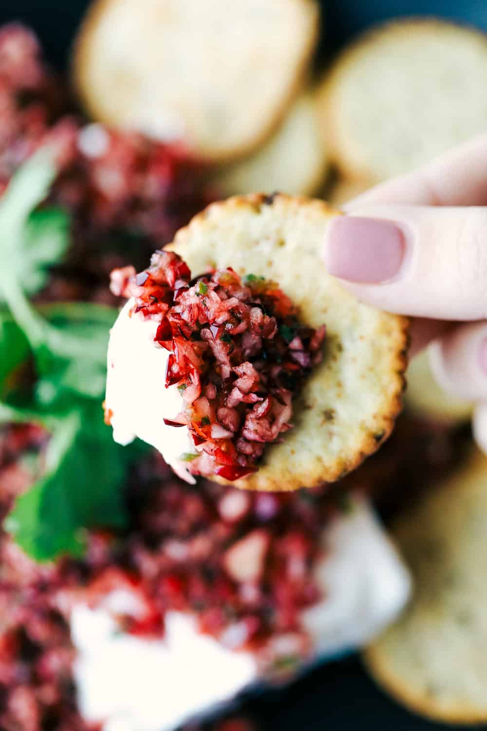 Cranberry Salsa is a mixture of fresh cranberries, sweet apples, green onion, cilantro and a bit of spice from a jalapeño all blended together in a sweet apple cider vinegar then laid overtop of cream cheese. This makes for the best holiday appetizer! Cranberry salsa with cream cheese spread over a cracker.