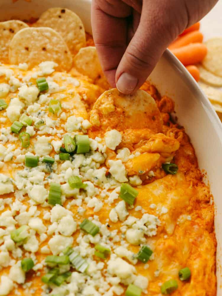 This buffalo chicken dip is the absolute best! Fully loaded with chopped chicken, three types of cheeses, sour cream, and delicious seasonings, this dip has the spicy hot sauce flavor that you are looking for! A close up of a tortilla chip scooping out buffalo chicken dip.
